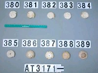 藏品(芋螺貝)的圖片